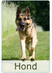 Bestel Hond producten
