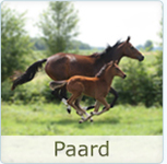 Bestel Paard producten
